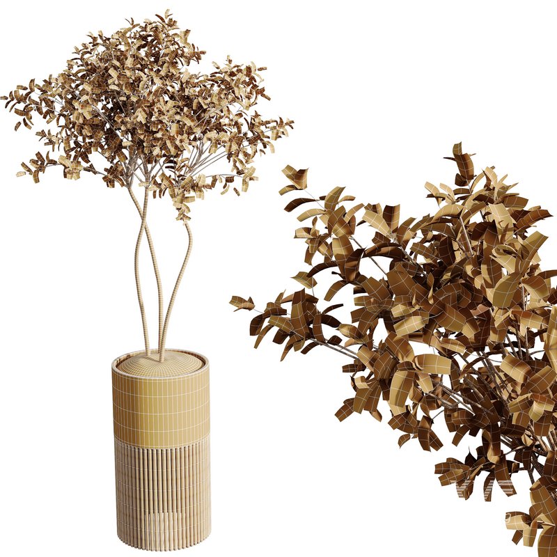 HQ HousePlants Beech Olea Europaea Olive Eucalyptu Joyplants Mini Fig Set04 - Image 5