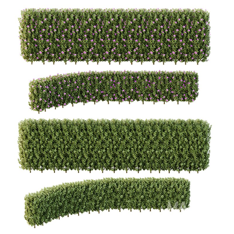 Tibouchina Semidecandra Bush 06 - Image 3