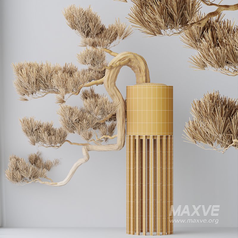 Indoor plants set 122 Bonsai Pinus Pentaphylla Thunbergii - Image 5