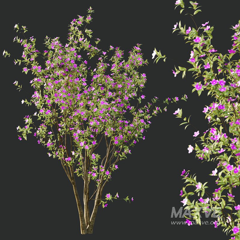 Tibouchina Semidecandra Tree02 - Image 4