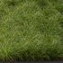 Carex Elata Aurea Grass and Molinia Caerulea - Thumbnail 2