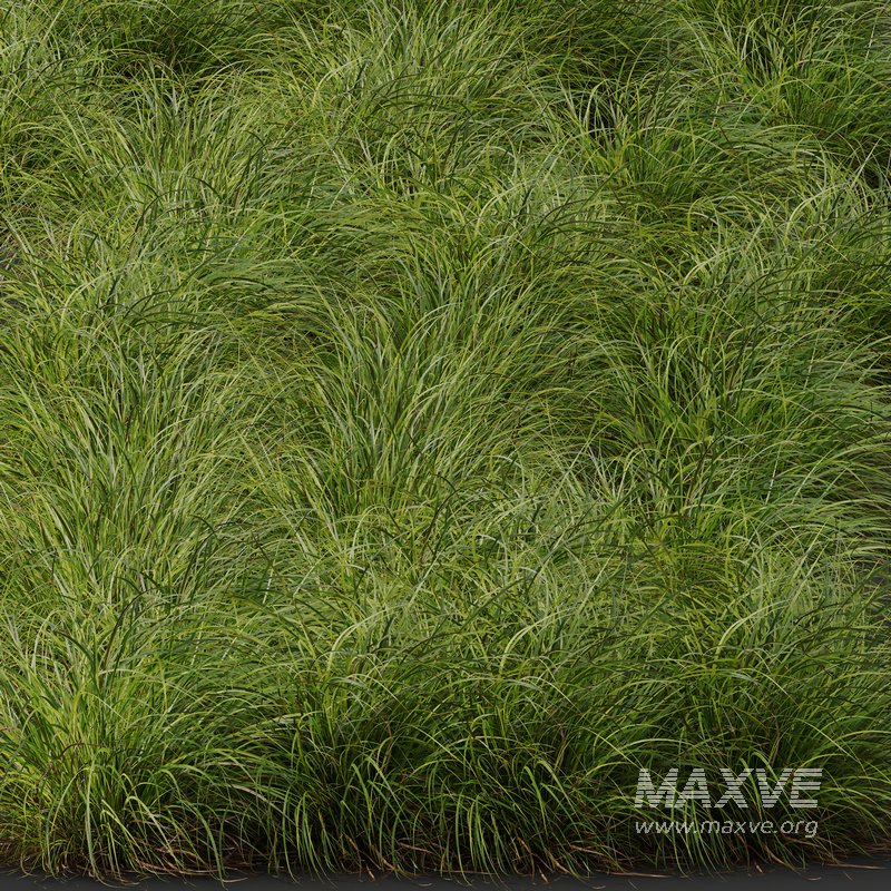 Carex Elata Aurea Grass and Molinia Caerulea - Image 2