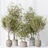 Indoor plants set 124 Mission Kalamata Leccino Arbequina Wilsonii Chemlali Olive - Thumbnail 3