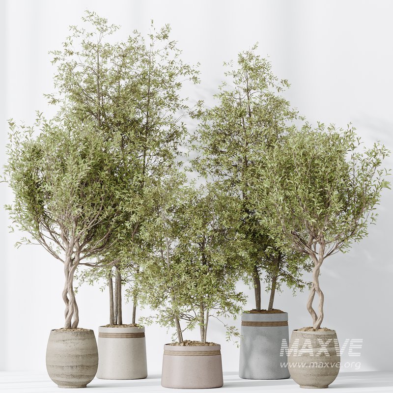 Indoor plants set 124 Mission Kalamata Leccino Arbequina Wilsonii Chemlali Olive - Image 3