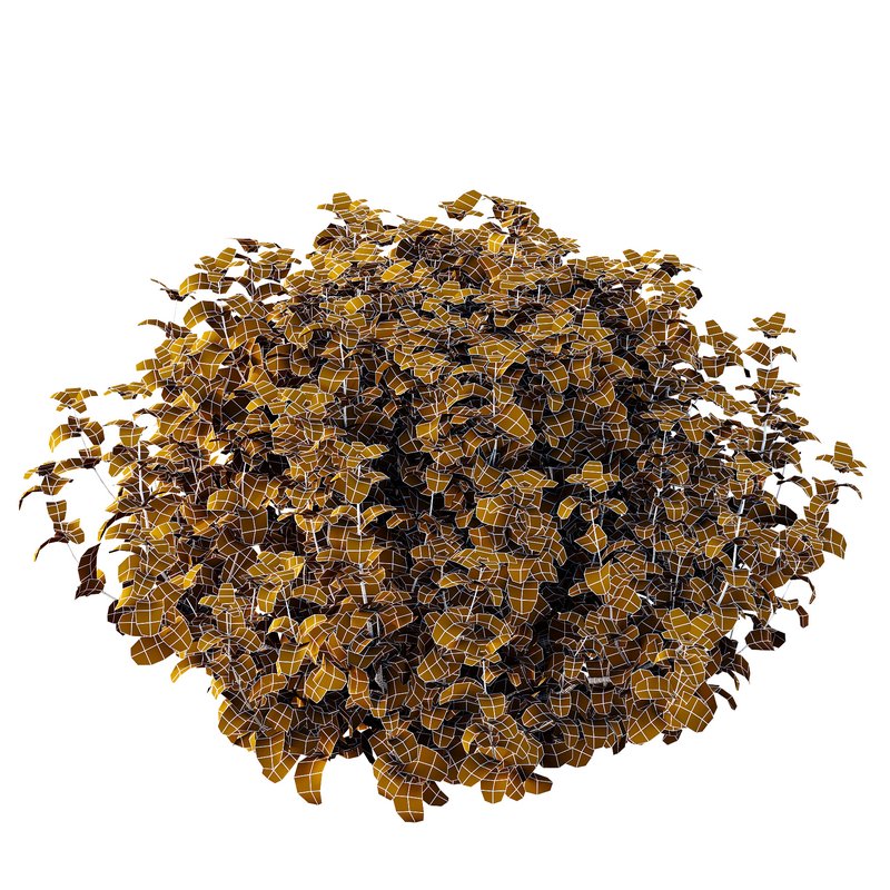 Tibouchina Semidecandra Bush 05 - Image 5