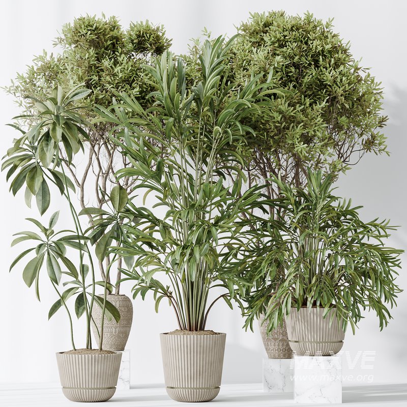 Indoor plants set 121 Dypsis Lutescens Palm and Wilsonii Chemlali Olive - Image 7