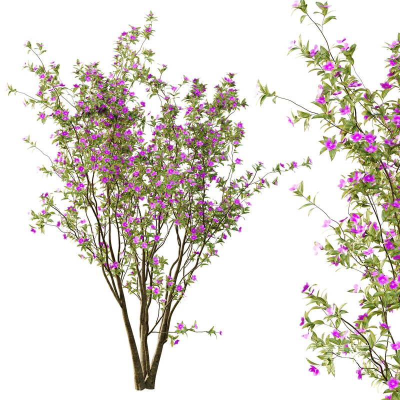 Tibouchina Semidecandra Tree02 - Image 6