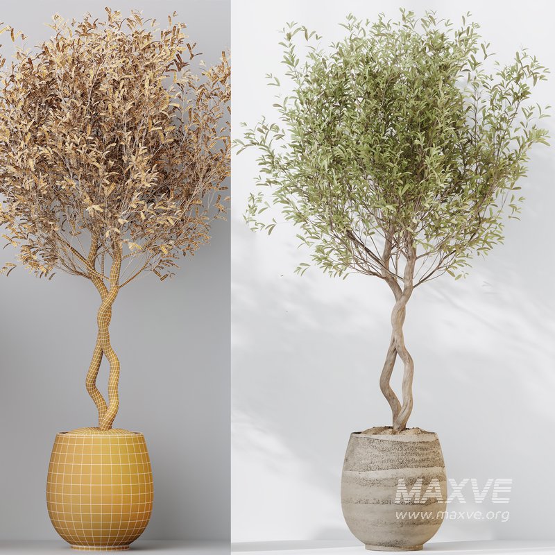 Indoor plants set 124 Mission Kalamata Leccino Arbequina Wilsonii Chemlali Olive - Image 5