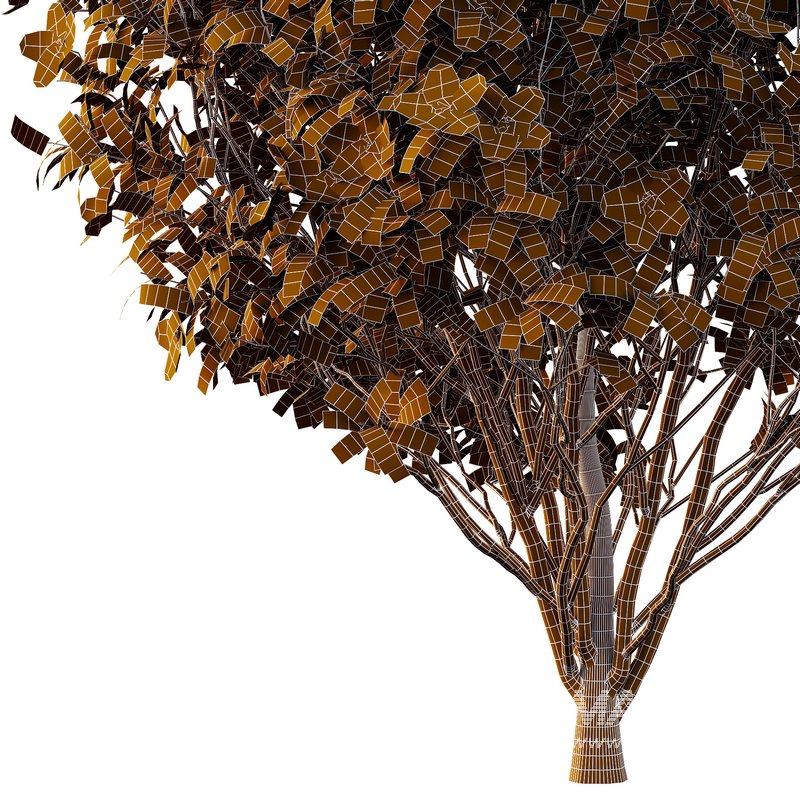 Tibouchina Semidecandra Bush 01 - Image 6