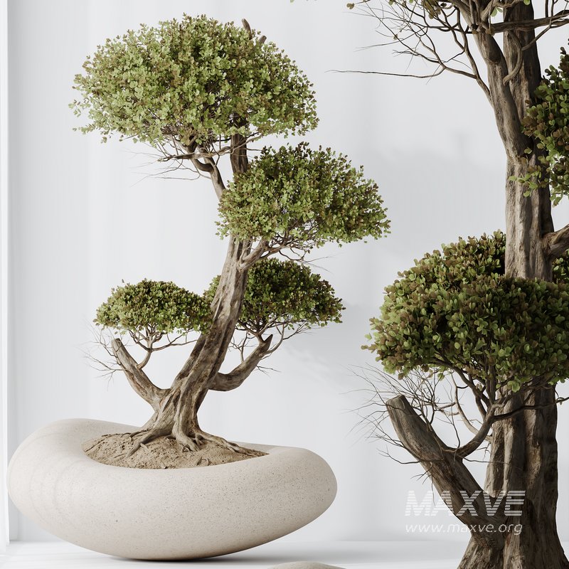 Indoor plants set 123 Ficus Retusa Microcarpa Bonsai Ginseng - Image 4