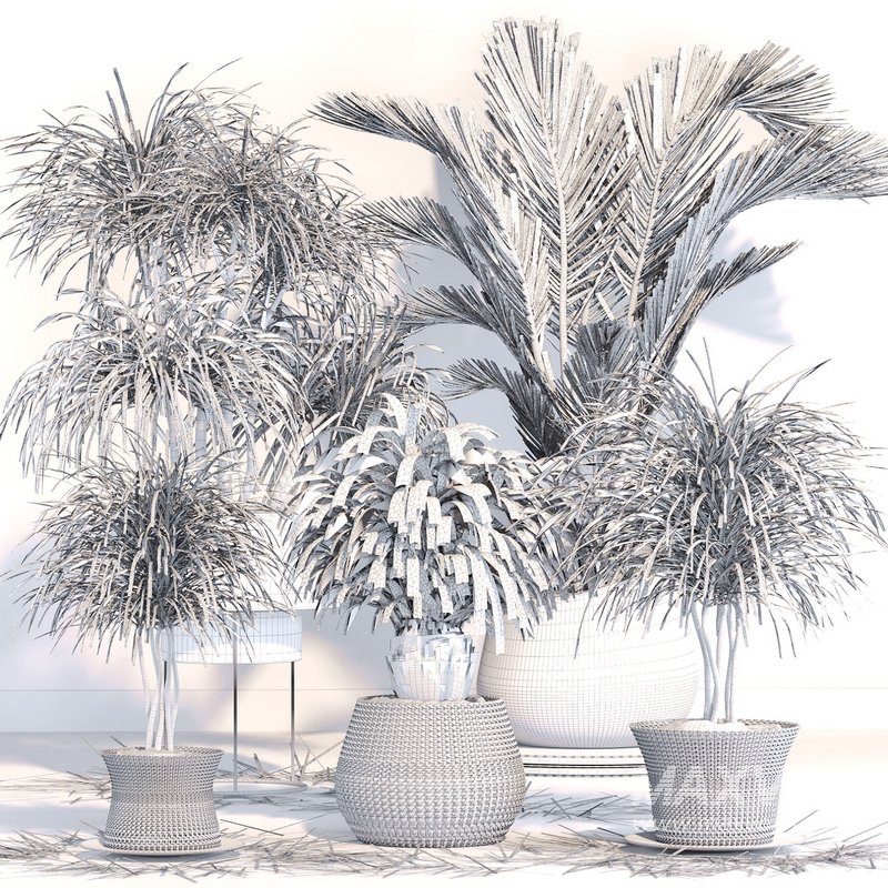 PALM PLANT SET 02 - Image 4