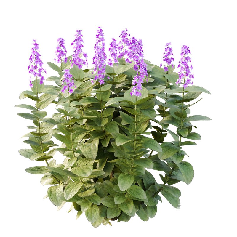 Tibouchina Semidecandra Bush 07 - Image 4