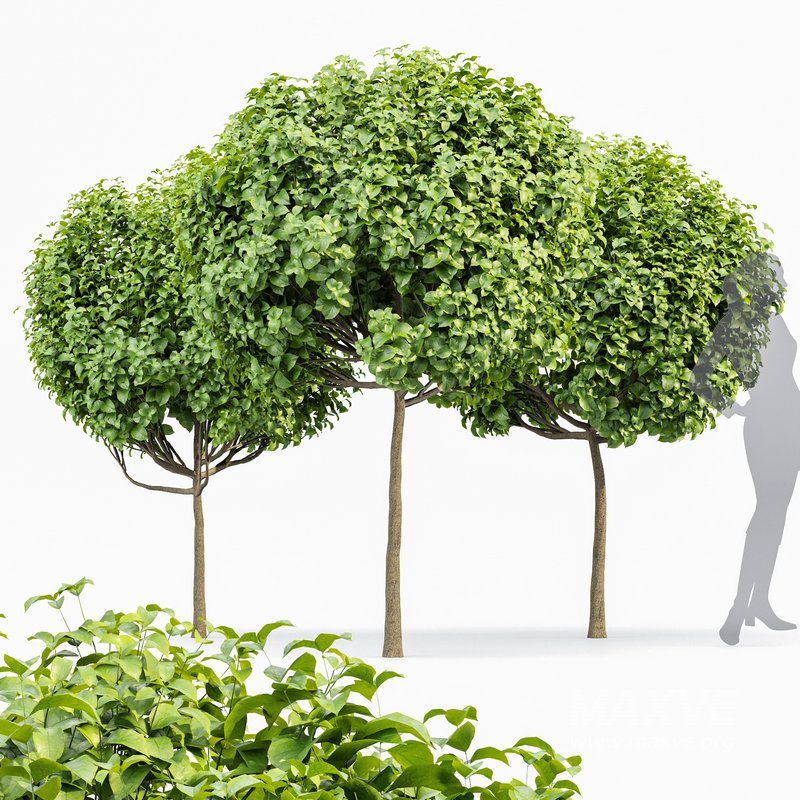 Catalpa Bignonioides Nana Indian Bean and Rocky Mountain Juniper - Image 6