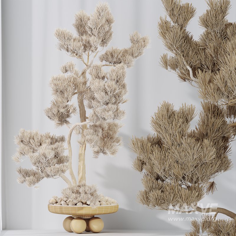 Indoor plants set 122 Bonsai Pinus Pentaphylla Thunbergii - Image 4