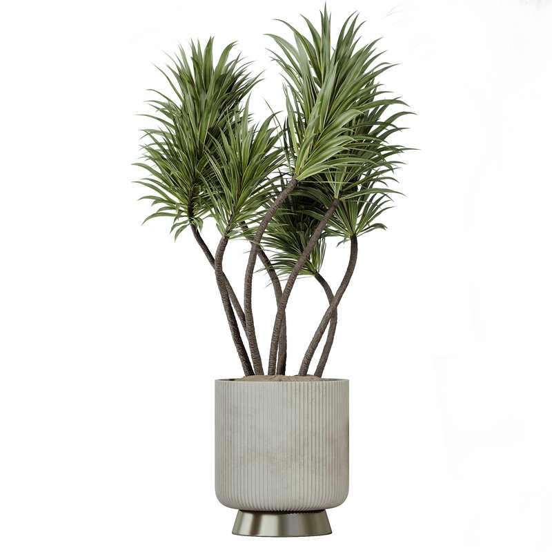 Indoor plants set 114 Spineless Yucca and Ravenala Banana Strelitzia - Image 5