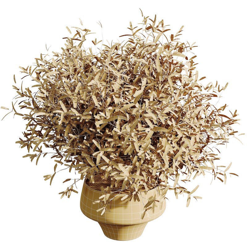 HQ HousePlants Beech Olea Europaea Olive Eucalyptu Joyplants Mini Fig Set03 - Image 6