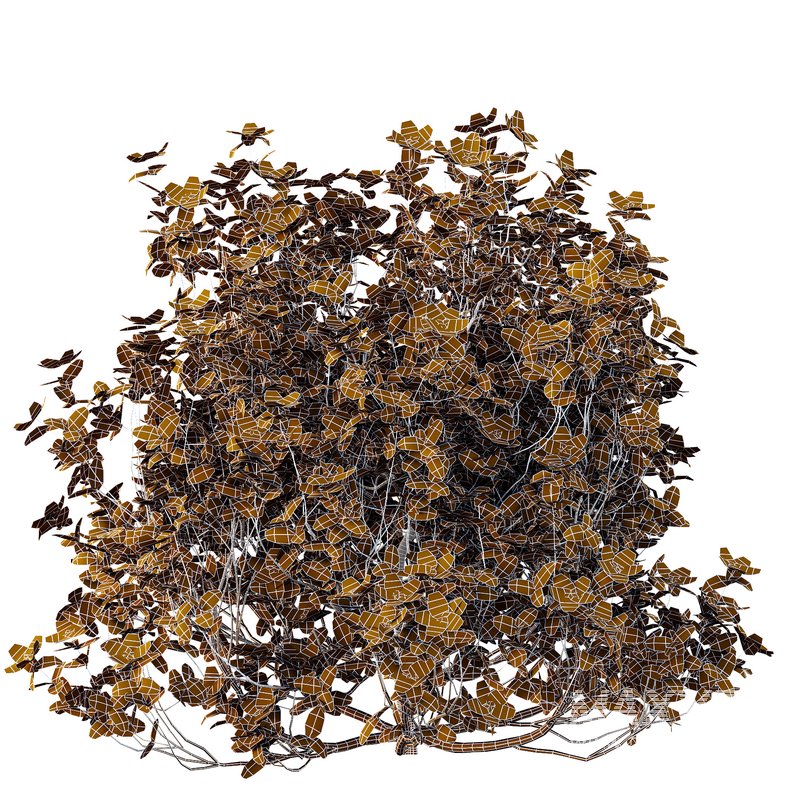 Tibouchina Semidecandra Bush 03 - Image 4