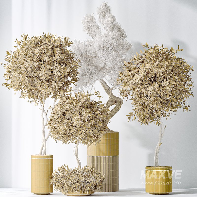 Indoor plants set 118 Bonsai Pinus Pentaphylla Thunbergii and Olive - Image 5