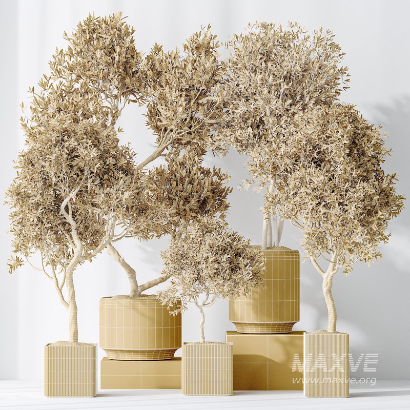 Indoor plants set 119 Olive Artificial Olivo Olea Tree and Mission Kalamata Wilsonii Chemlali Olive - Image 6