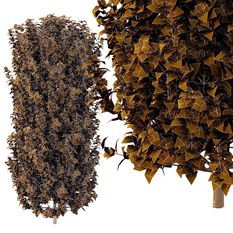 Tibouchina Semidecandra Bush 06 - Image 5