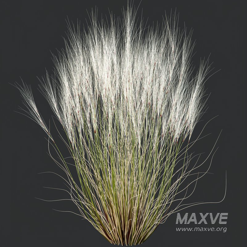 Stipa Tenuissima Ostnica Mocna Pony Tails and Molinia Caerulea Heidebraut Kleines Pfeifengras - Image 4