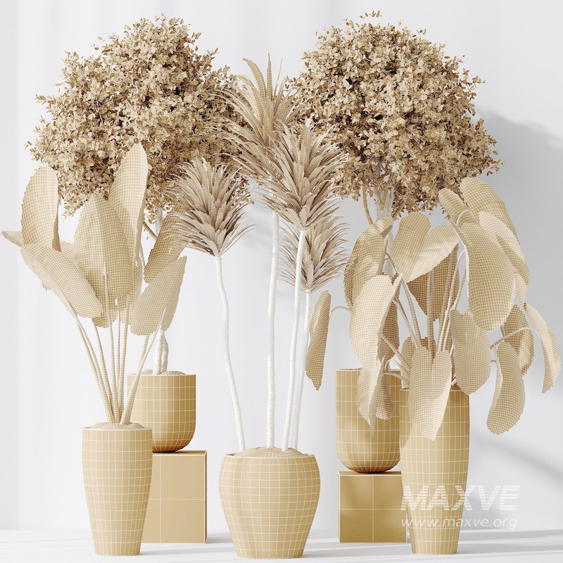 Indoor plants set 120 Cunjevoi Alocasia Jardin Brisbanensis and Mission Kalamata Olive - Image 4