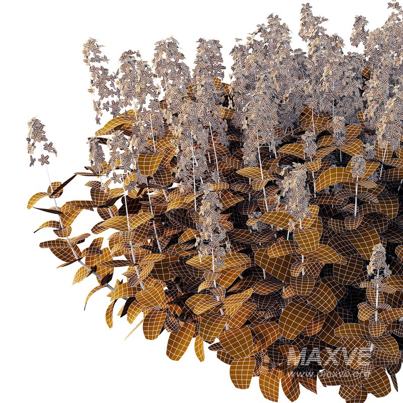 Tibouchina Semidecandra Bush 07 - Image 6