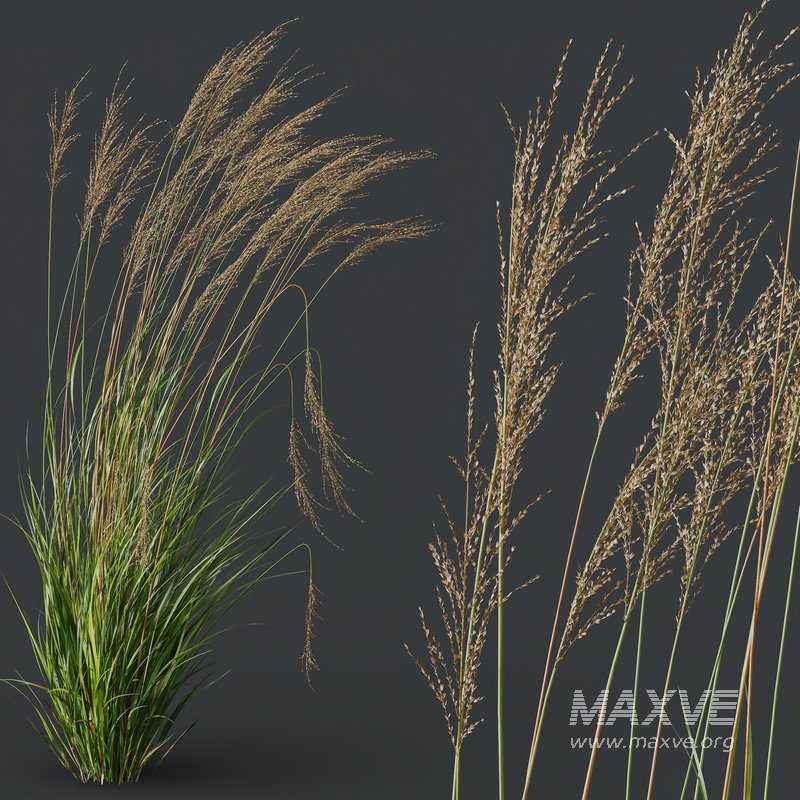 Stipa Tenuissima Ostnica Mocna Pony Tails and Molinia Caerulea Heidebraut Kleines Pfeifengras - Image 6