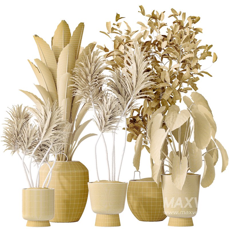 Indoor plants set 114 Spineless Yucca and Ravenala Banana Strelitzia - Image 8