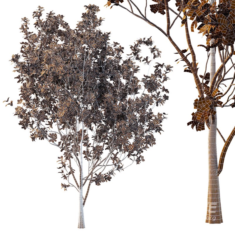 Tibouchina Semidecandra Tree06 - Image 6