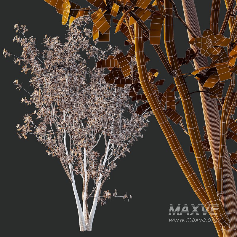 Tibouchina Semidecandra Tree02 - Image 7