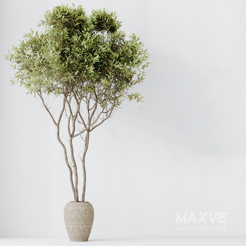 Indoor plants set 121 Dypsis Lutescens Palm and Wilsonii Chemlali Olive - Image 6