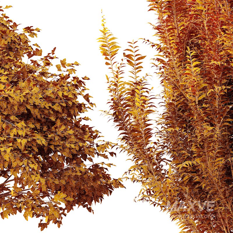 Gray alder alnus incana and Pollard willow - Image 7