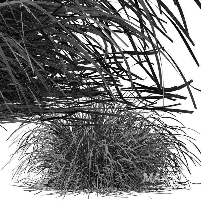 Carex Elata Aurea Grass and Molinia Caerulea - Image 7