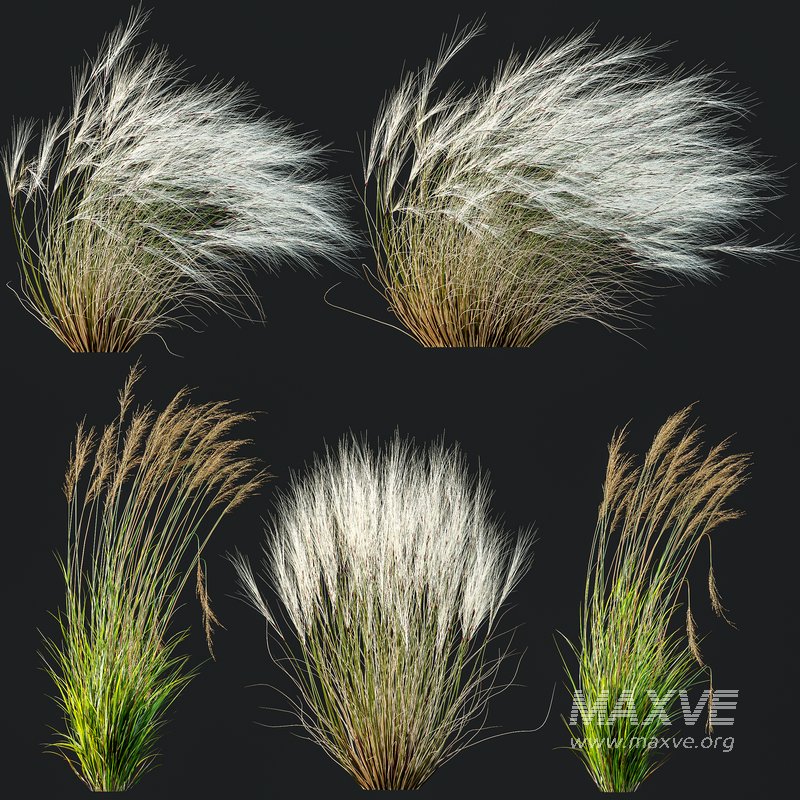 Indoor plants set 121 Dypsis Lutescens Palm and Wilsonii Chemlali Olive - Image 8