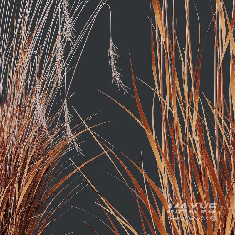 Stipa Tenuissima Ostnica Mocna Pony Tails and Molinia Caerulea Heidebraut Kleines Pfeifengras - Image 8