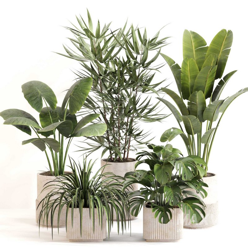 Indoor Plant Set 0108 - Image 1