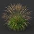 Carex Elata Aurea Grass and Molinia Caerulea - Thumbnail 6