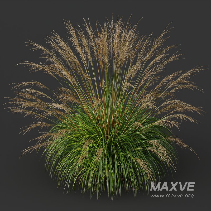 Carex Elata Aurea Grass and Molinia Caerulea - Image 6