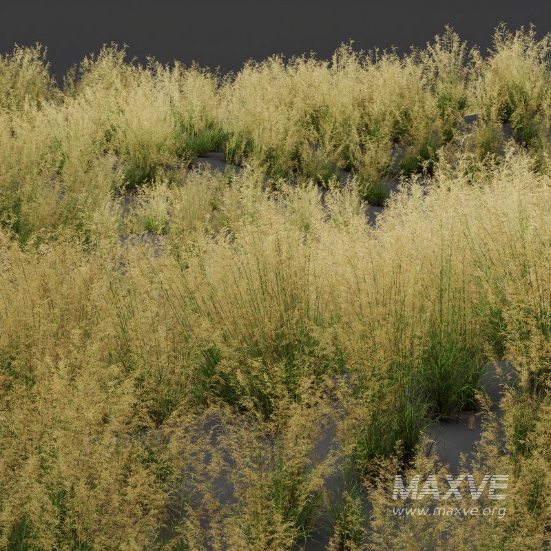 Celtica Gigantea Stipa Golden Oats and Carex Elata Aurea Grass - Image 9