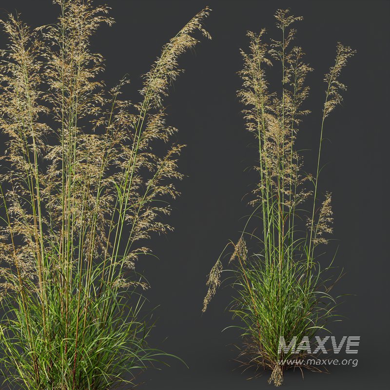 Celtica Gigantea Stipa Golden Oats and Carex Elata Aurea Grass - Image 10