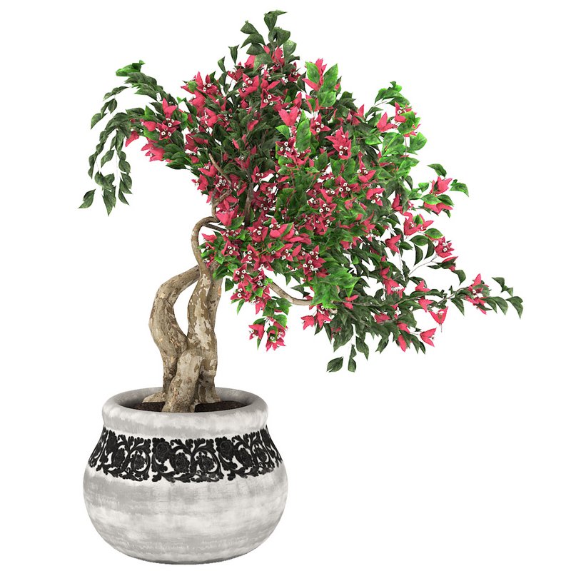 pot of bougainvillea tree - Image 1