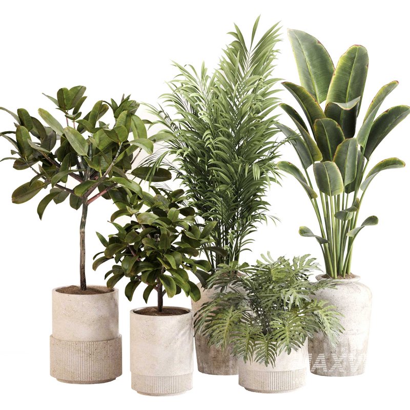 Indoor Plant Set 0111 - Image 1