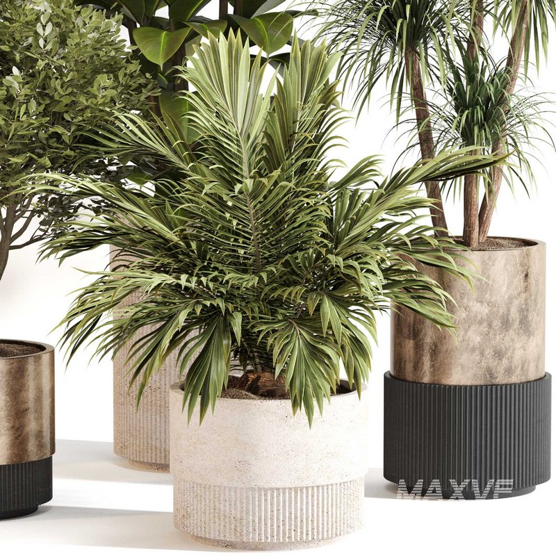 Indoor Plant Set 0109 - Image 5