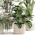 Indoor Plant Set 0108 - Thumbnail 2