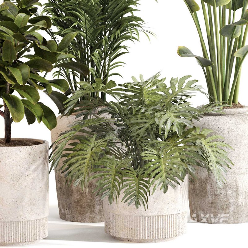 Indoor Plant Set 0111 - Image 5