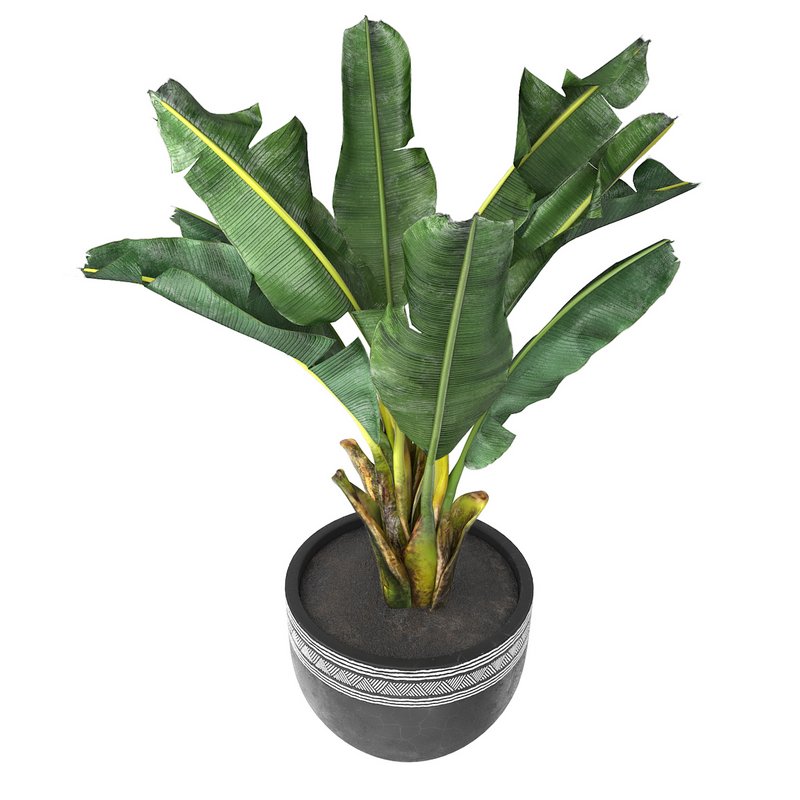 tropical indoor plant tree - Image 1