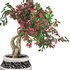 pot of bougainvillea tree - Thumbnail 3