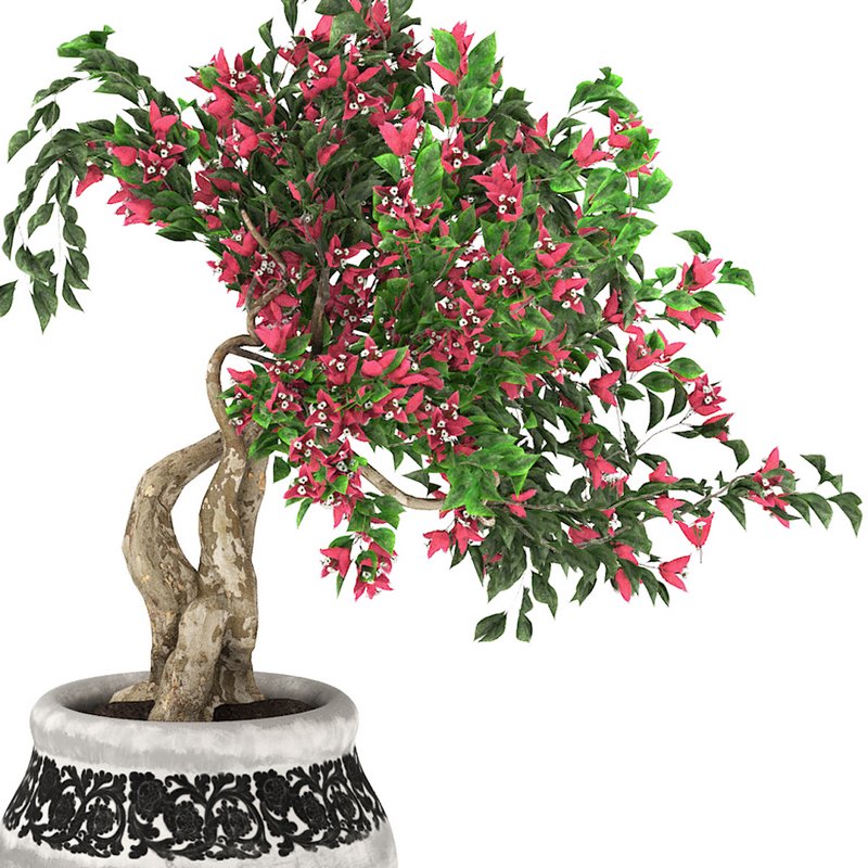 pot of bougainvillea tree - Image 3