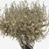 olive tree in pot - Thumbnail 3